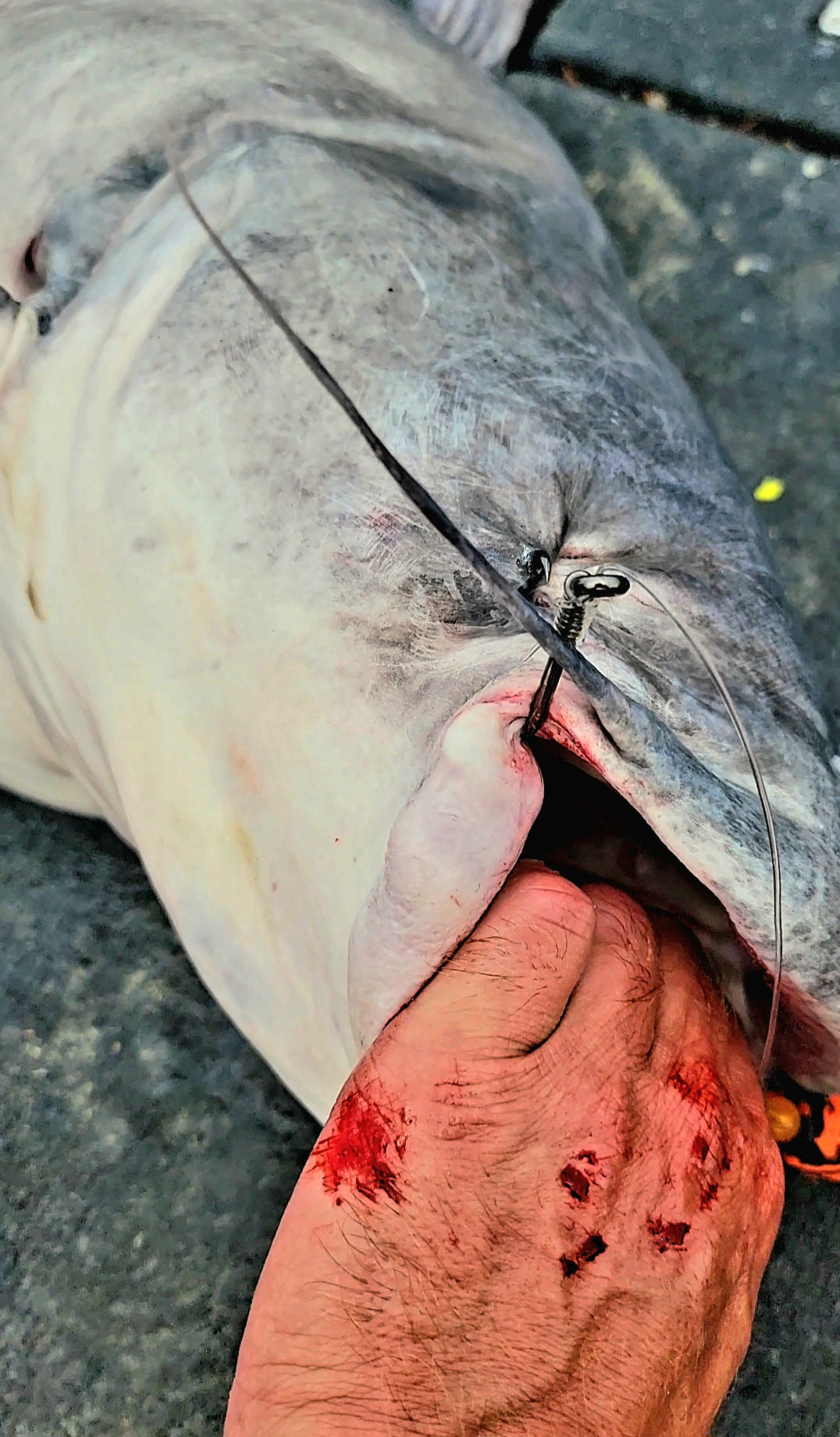 Tournament Hook Series