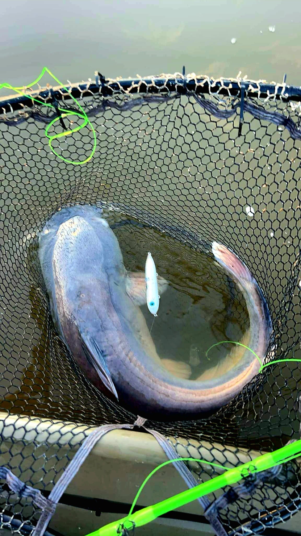 Mid-Atlantic Catfish Signature Rattle By Hoosier